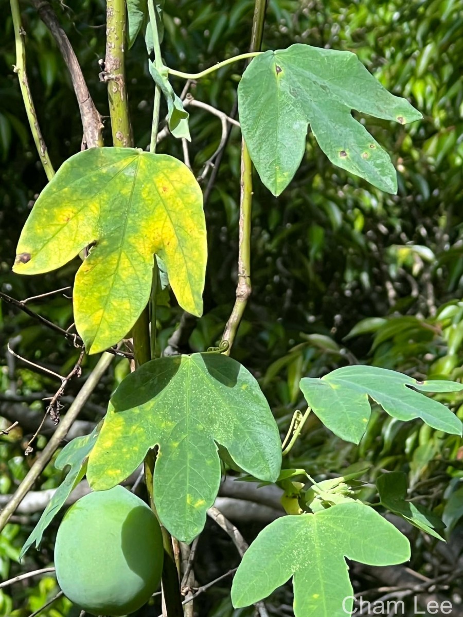 Passiflora subpeltata Ortega